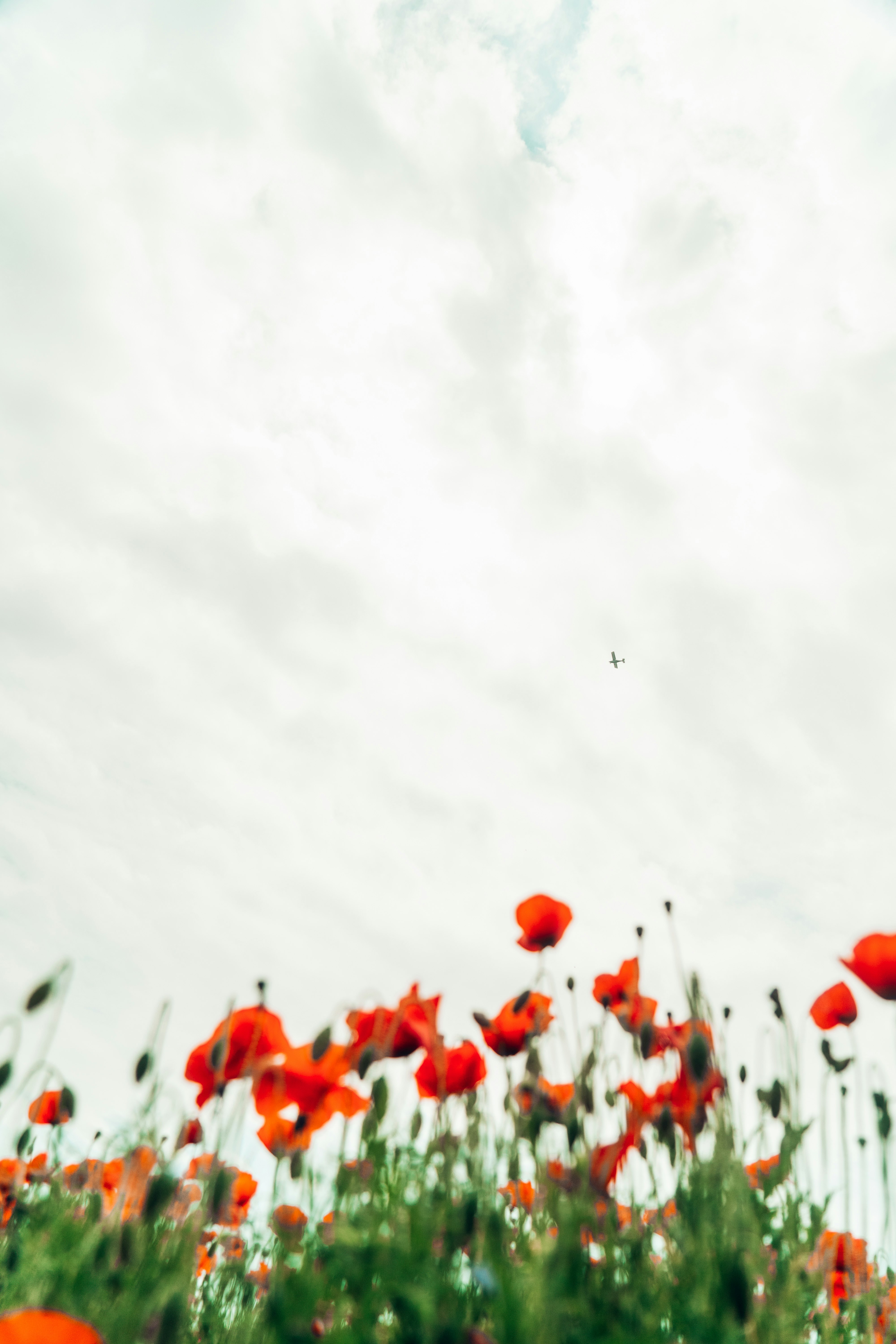 red flowers under white clouds during daytime